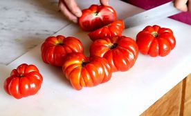 Fiorentina tomatoes